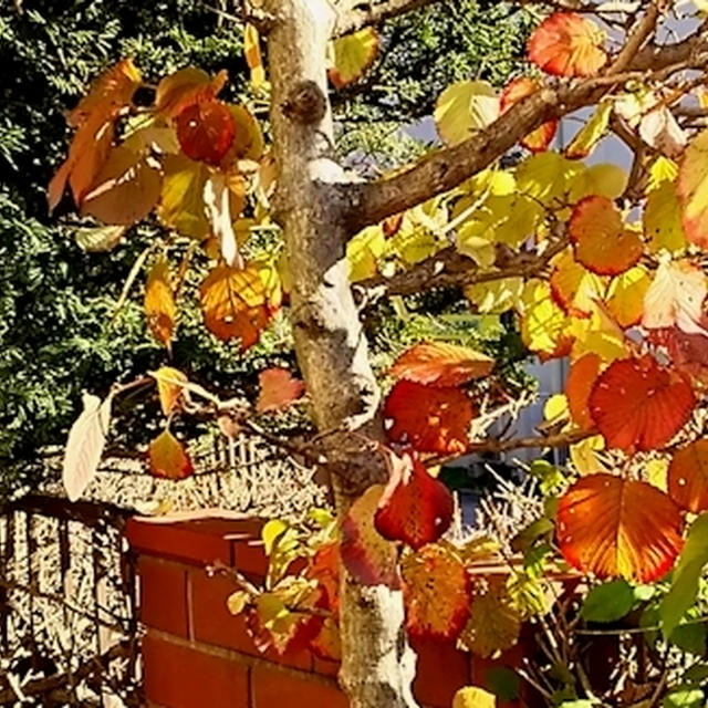 IVY家の秋〜紅葉真っ盛りです