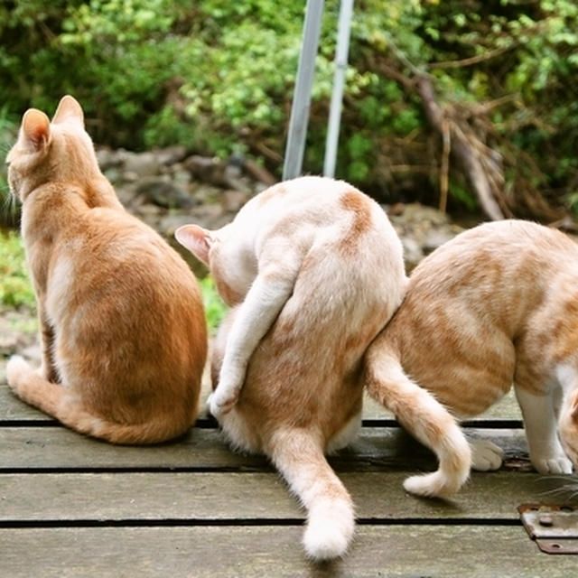 なにおもう？