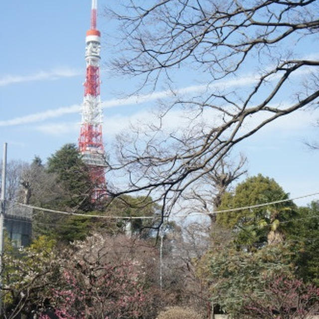【芝公園（東京都港区）梅が咲いていました】
