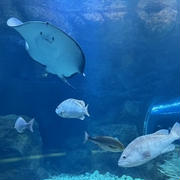 【親子遠足】水族館のマリントンネル