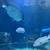 【親子遠足】水族館のマリントンネル
