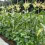 菜園計画☆イネ科の野菜