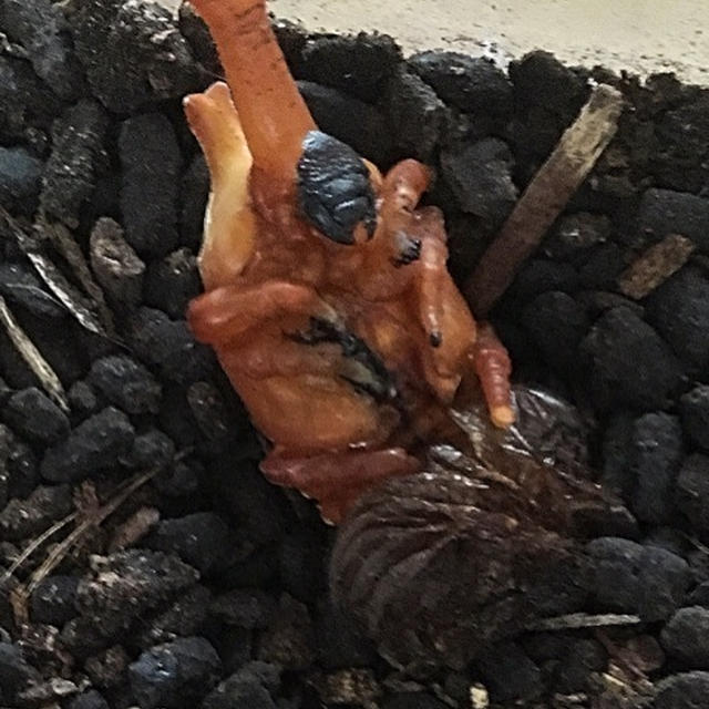 カブト虫の蛹꒰•ི̫͡ુ•ྀૂ꒱