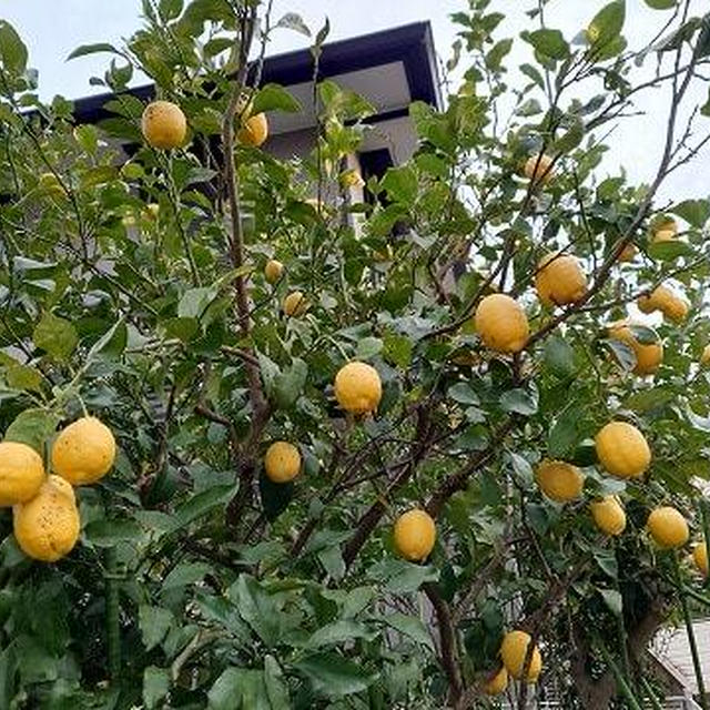 大きく育ち過ぎたレモン