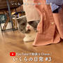 【YouTube更新】短足マンチカン「いくら」の日常 #3