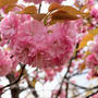 永勝寺のもこもこ八重桜が綺麗でした。