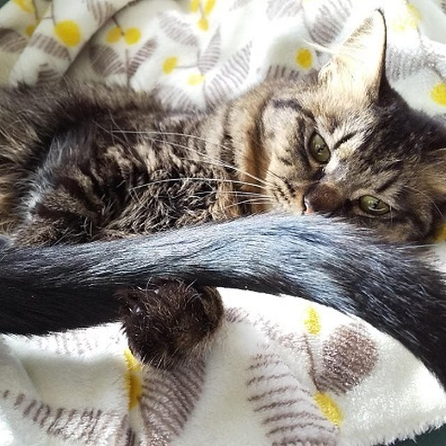 猫じゃらしっぽで遊んでま～す♪
