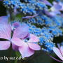 鎌倉散歩～彩り紫陽花編。。。