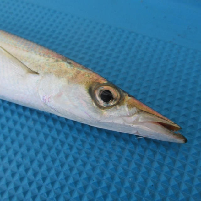 【相模湾・江の島】５年ぶりのアカカマス！！