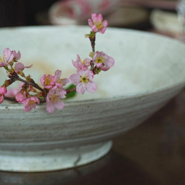 東海桜