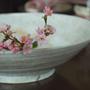 東海桜