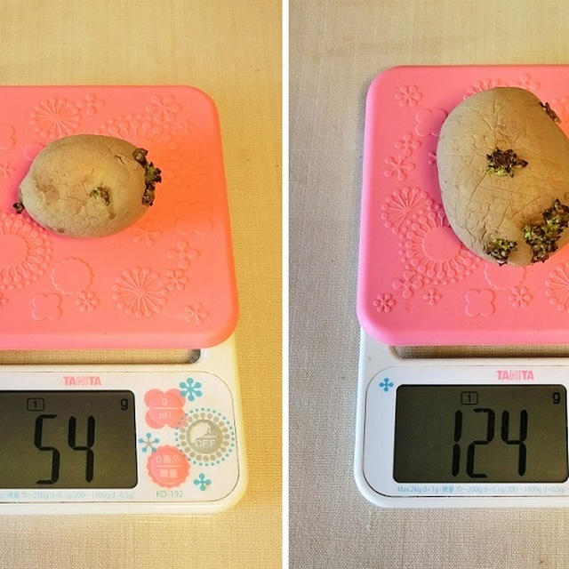 じゃがいもプランター栽培記録 1 ～秋植え種芋デジマ～