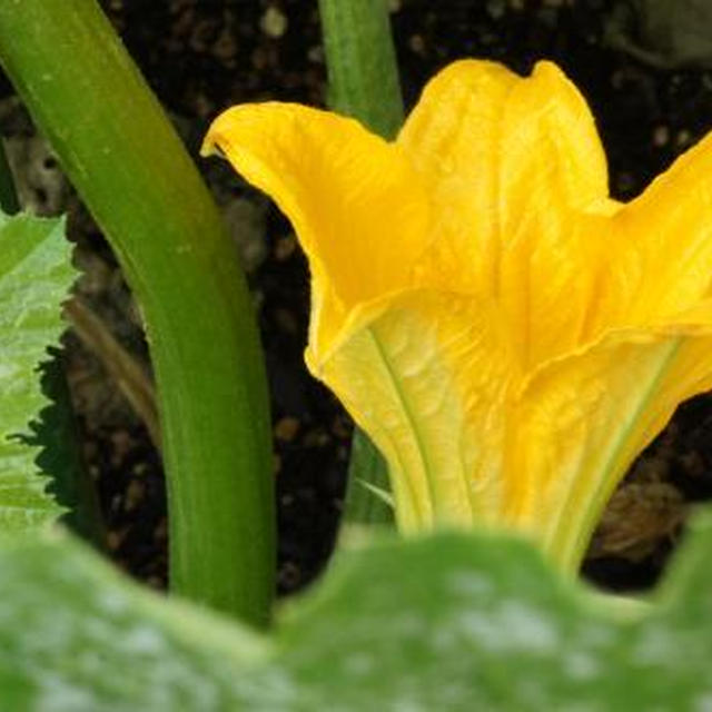 ＊沖縄ベランダ家庭菜園～ズッキーニの花が咲きました～＊