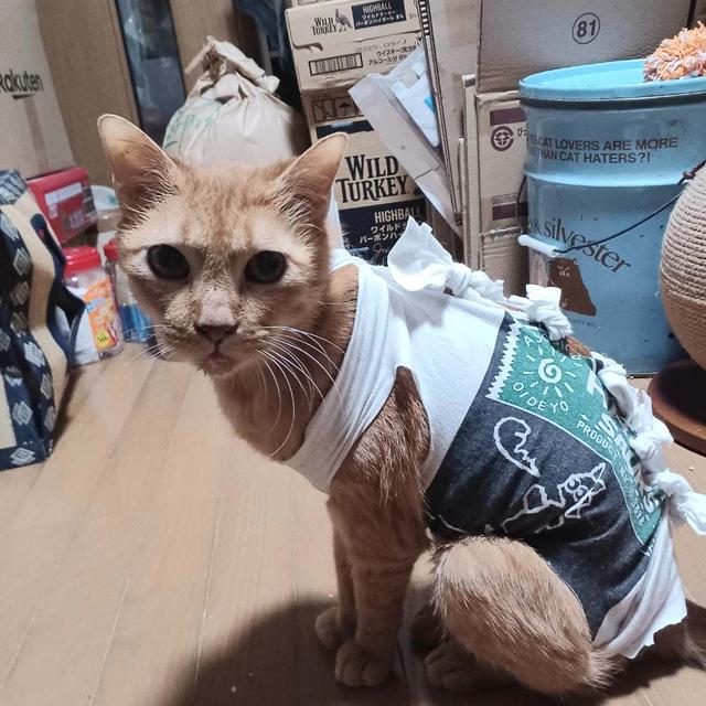 じいさん忍者になる