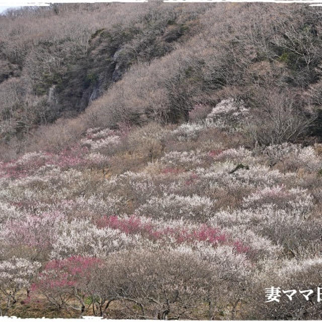 満開の梅＆『新鮮卵』で「すき焼き」♪