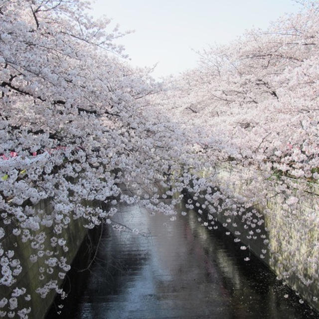 春の日本＿2017　（17）　♪目黒川の満開の桜♪