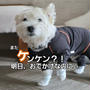 またケンケン！？お出かけ前になると足を痛める愛犬ゆきちの対策法