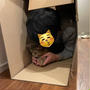 猫ごっこするだんなさま