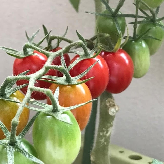 ベランダ・トマト