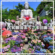 大和観音あぢさゐ回廊:壺阪寺