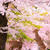 鹿活～桜Ver.2020～