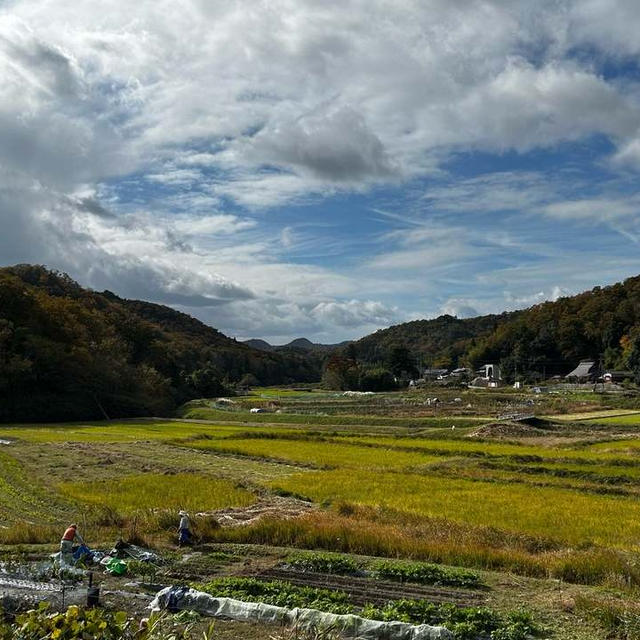 おでん大根、方領大根初収穫～