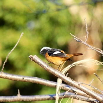 野鳥とレンズ