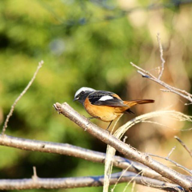 野鳥とレンズ