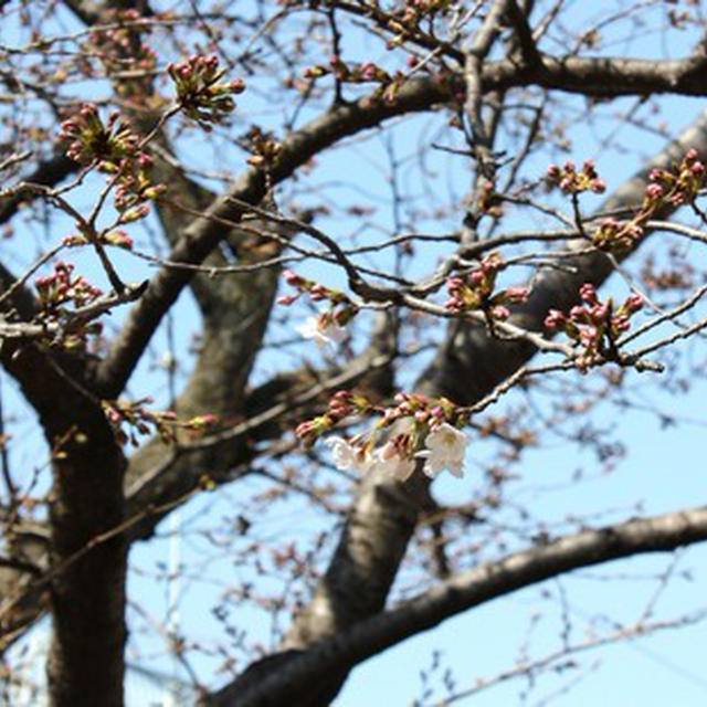 桜咲く 2014 春