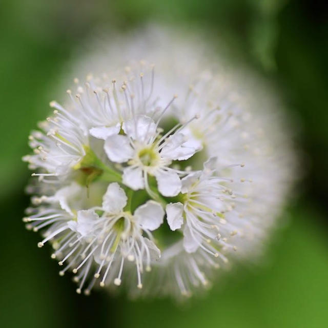 新発田市大峰山の草花