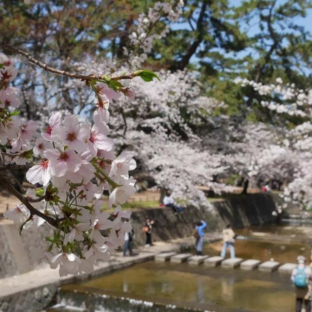 夙川公園の桜#お花見の風景