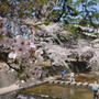 夙川公園の桜#お花見の風景