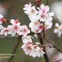 四季桜