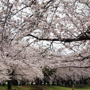 ◆ウォーキング続【才戸橋下青少年広場付近の桜】お花見弁当を広げた所です♪