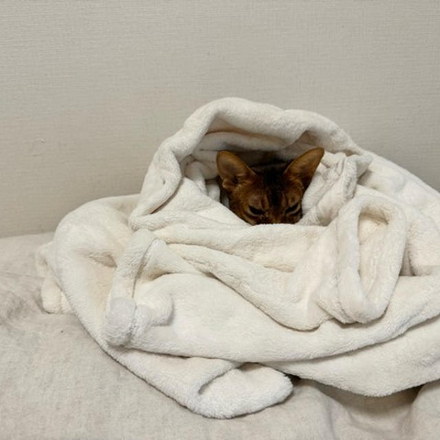 フワフワヤドカリりすたん