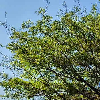 風薫る五月