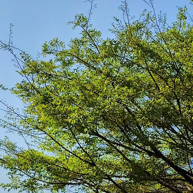風薫る五月