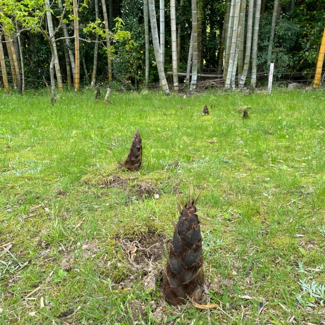 三重県に来とります。の、話。
