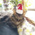 猫たちのクリスマス