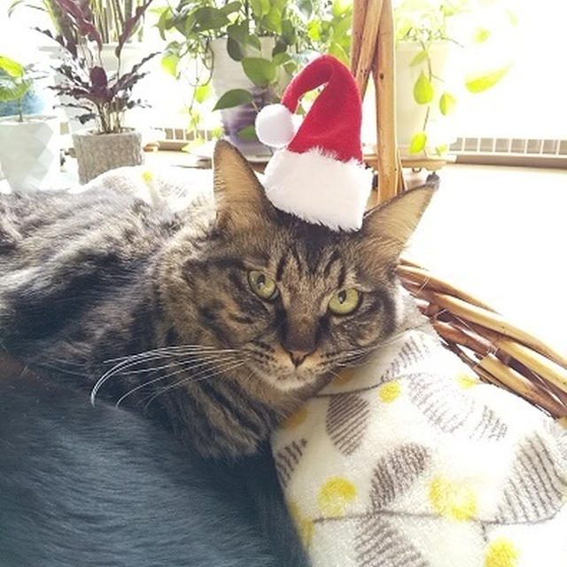 猫たちのクリスマス