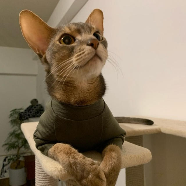 ぼくちん、保護服を着てみる。