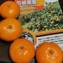 佐賀県太良町の海藻ミネラルみかんが届きました！