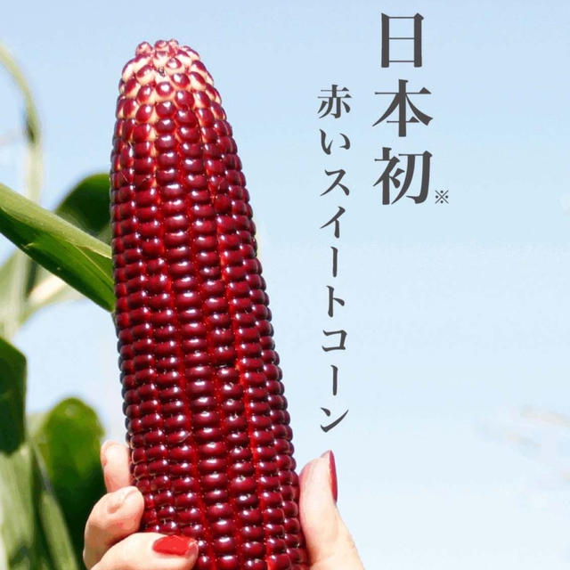 【Cooking】日本初の赤いスイートコーン