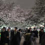 上野公園で夜桜見物♪2014