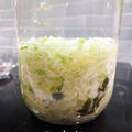 白菜でサワークラウト　乳酸菌！