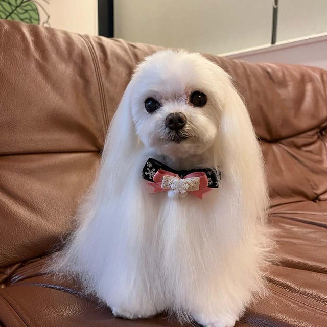 最近のモモです