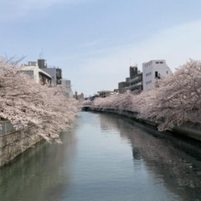 今年の桜