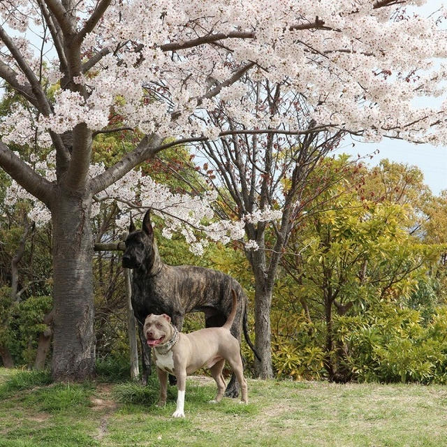 お花見