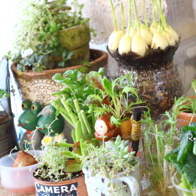 買ってきた【にんにく】を　ペットボトルで作った植木鉢に植えてみました・・・