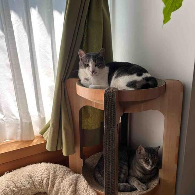 2段猫